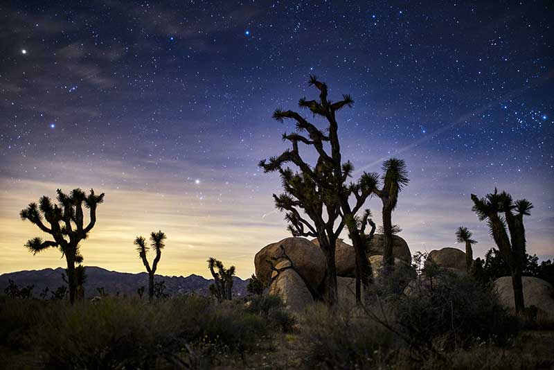 Joshua Tree at night with a starry sky